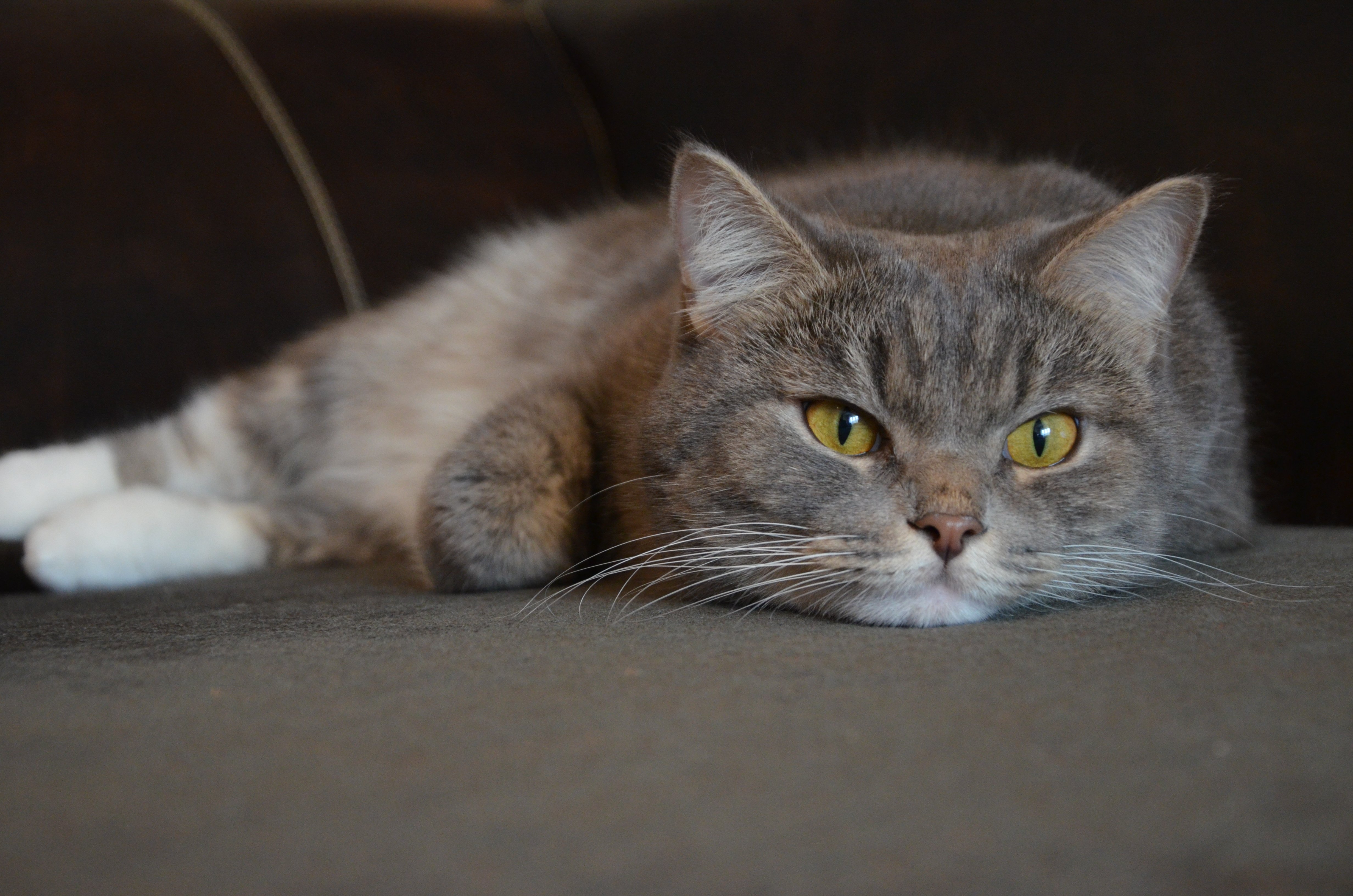 cats, Glance, Animals Wallpaper