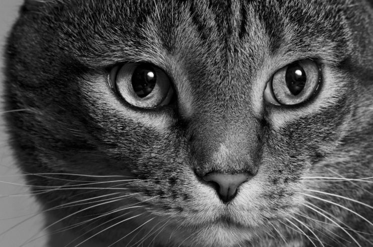 cats, Eyes, Glance, Whiskers, Snout, Animals HD Wallpaper Desktop Background