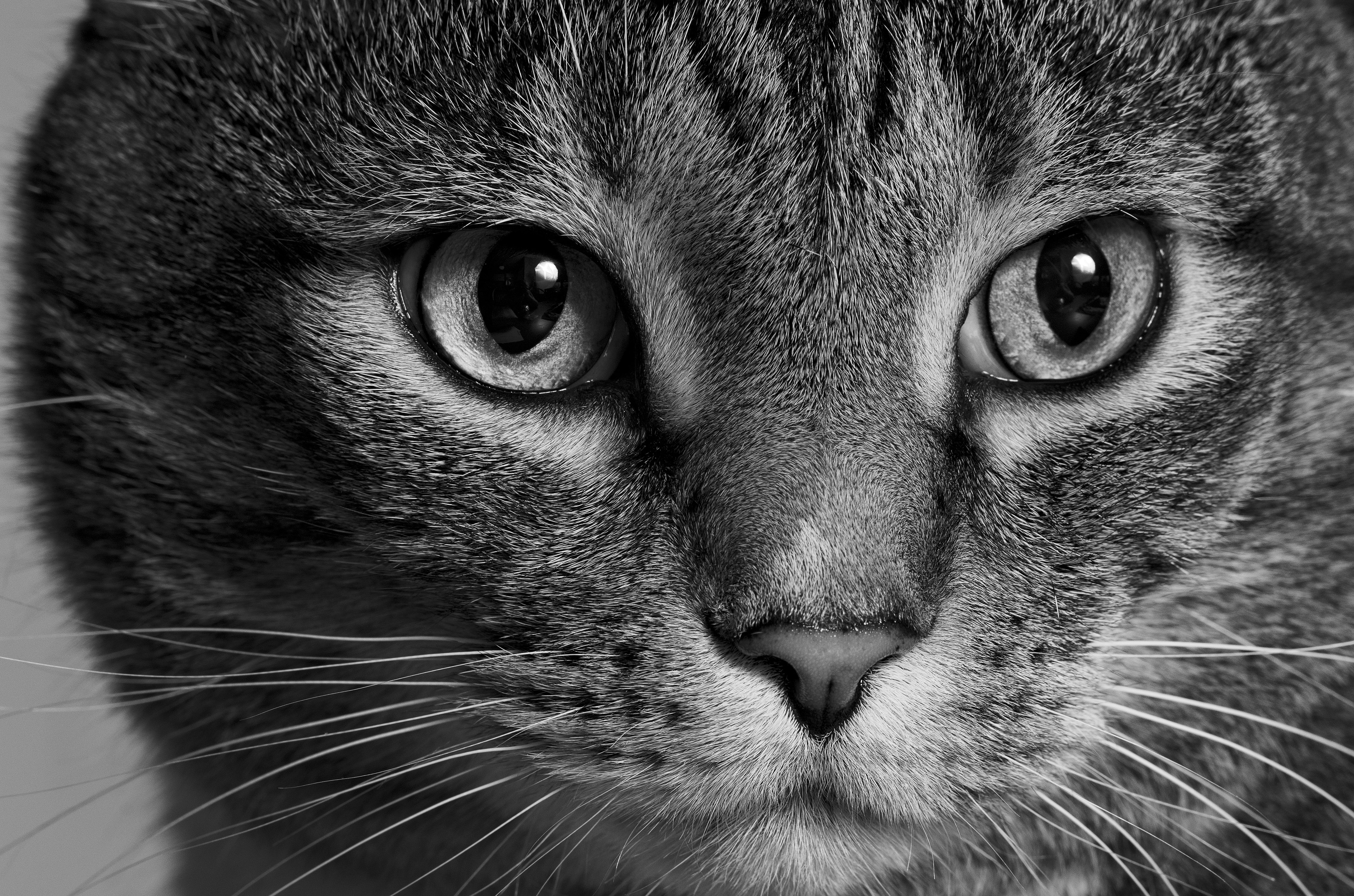 cats, Eyes, Glance, Whiskers, Snout, Animals Wallpaper