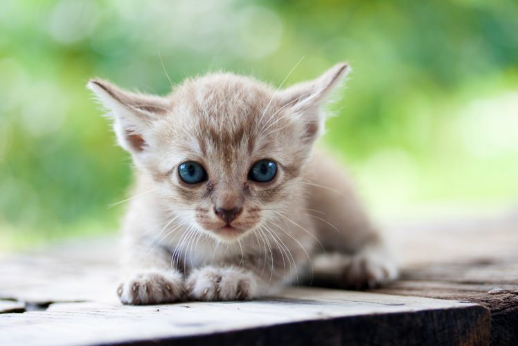 cats, Kitten, Glance, Animals HD Wallpaper Desktop Background