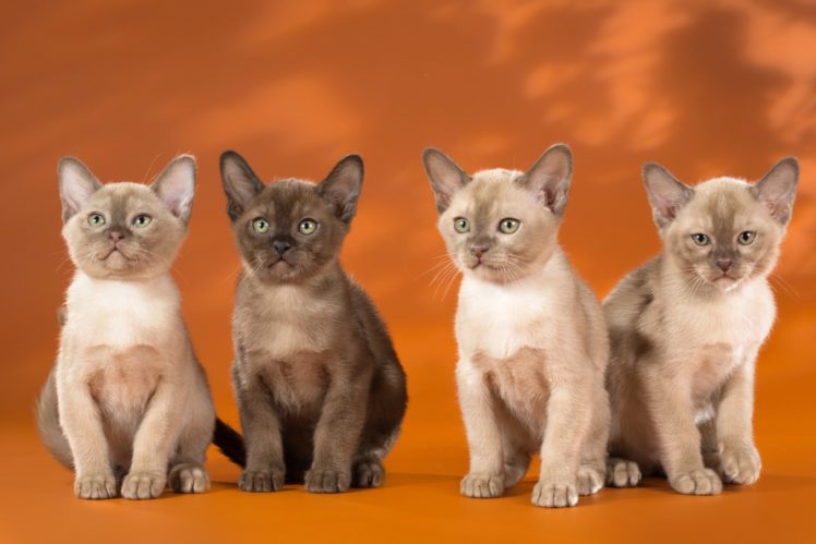 cats, Kitten, Glance, 4, Animals HD Wallpaper Desktop Background