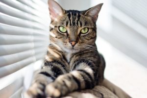 cats, Paws, Window, Blind, Glance, Animals
