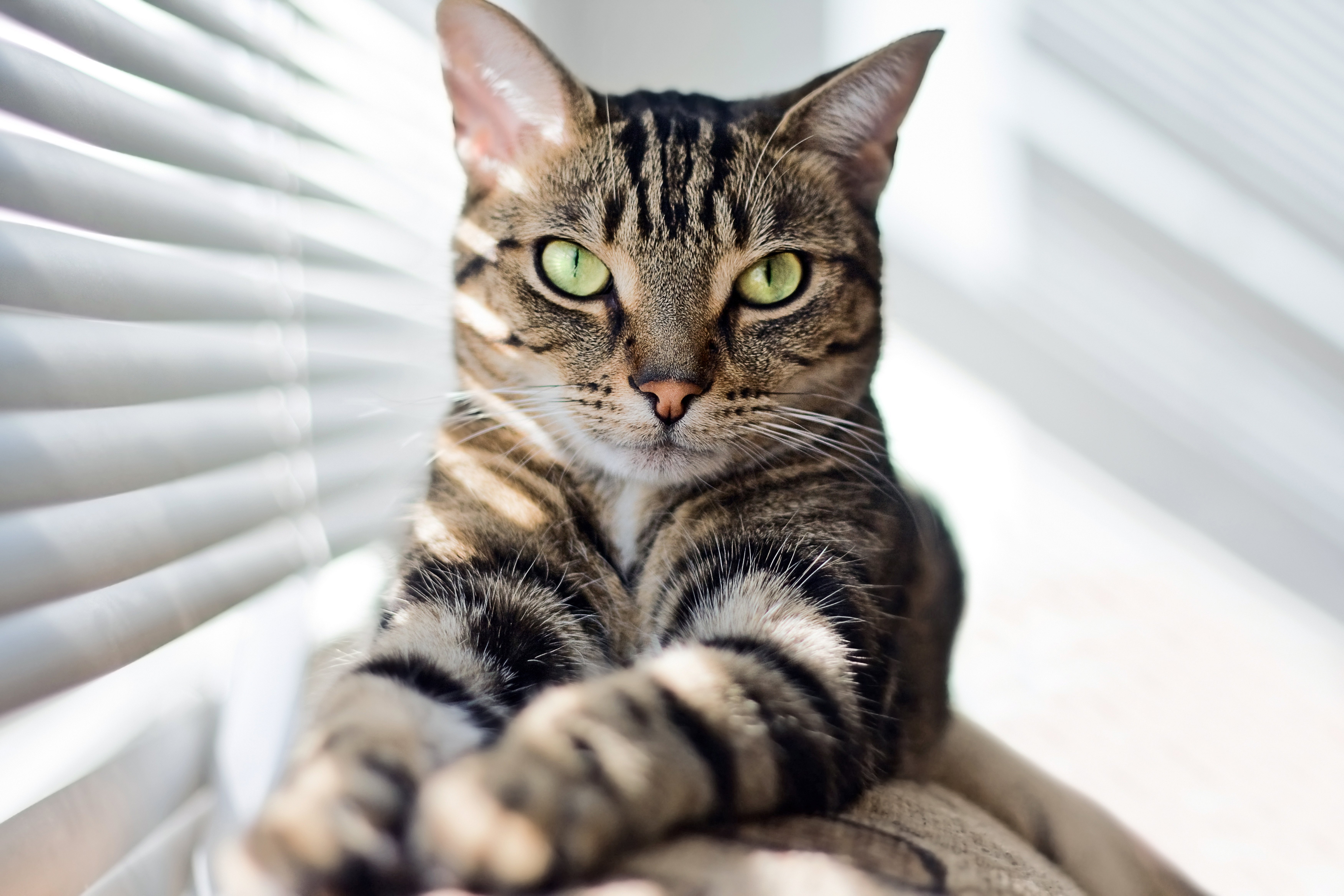 cats, Paws, Window, Blind, Glance, Animals Wallpaper