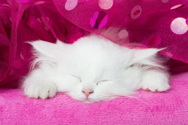 cats, Kitten, White, Sleep, Animals HD Wallpaper Desktop Background