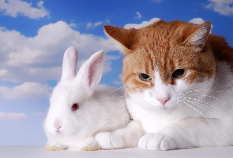cats, Rabbit, Two, Animals HD Wallpaper Desktop Background