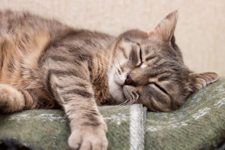 cats, Sleep, Paws, Animals HD Wallpaper Desktop Background