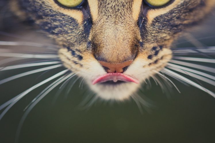 closeup, Cats, Snout, Whiskers, Animals HD Wallpaper Desktop Background