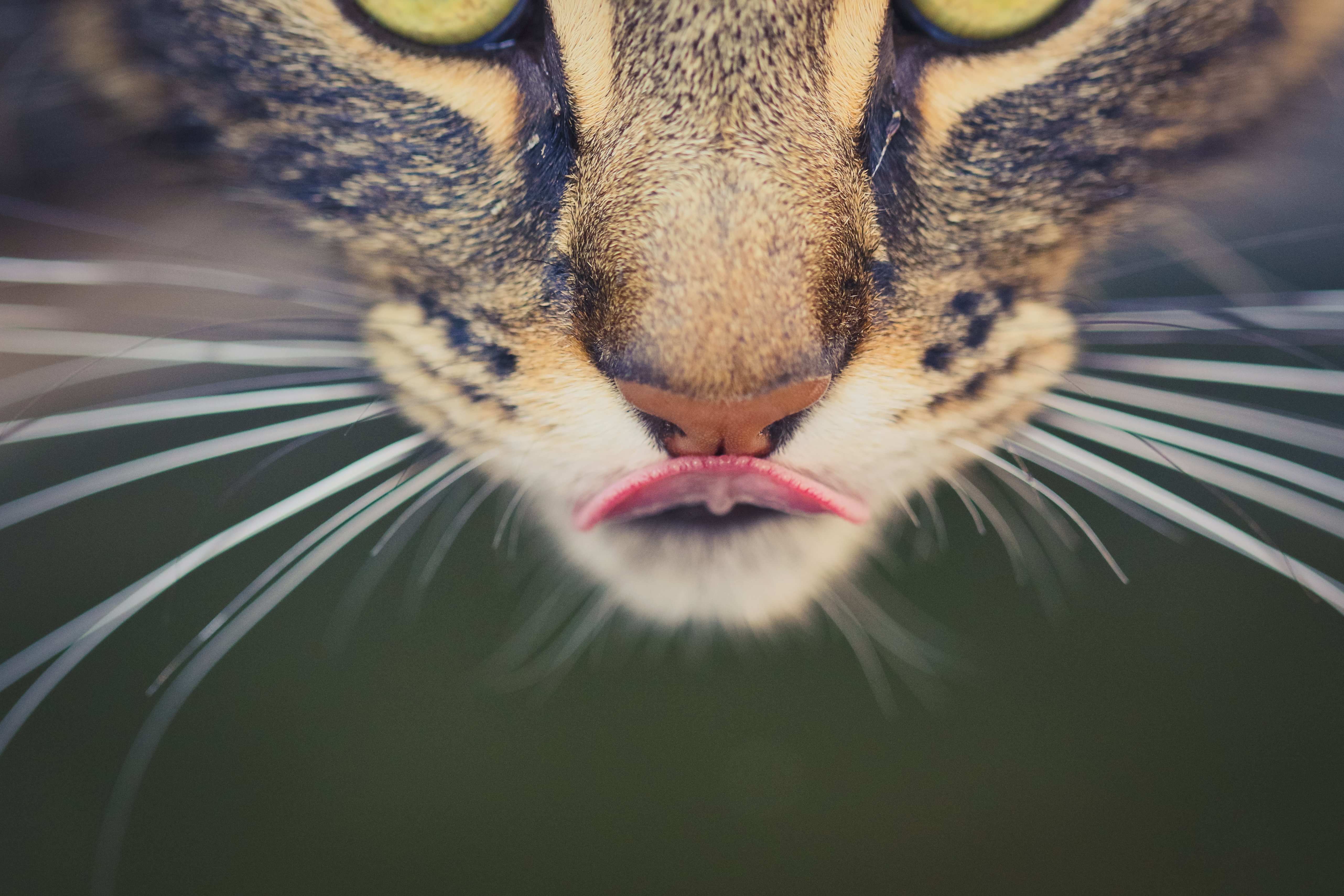 closeup, Cats, Snout, Whiskers, Animals Wallpaper