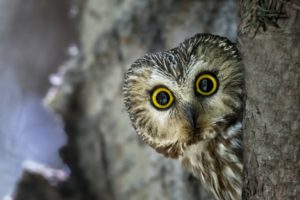 owl, Nature