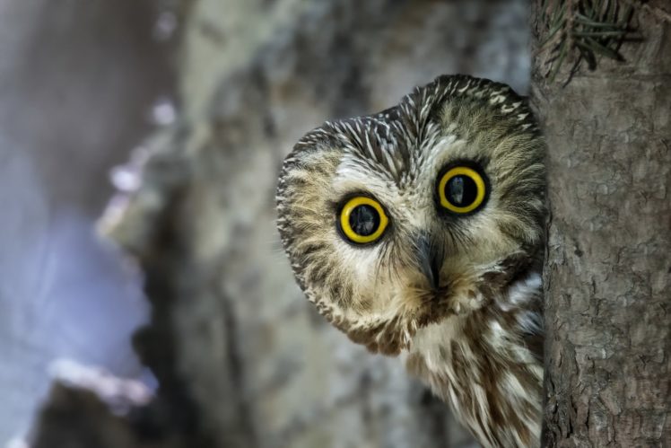 owl, Nature HD Wallpaper Desktop Background