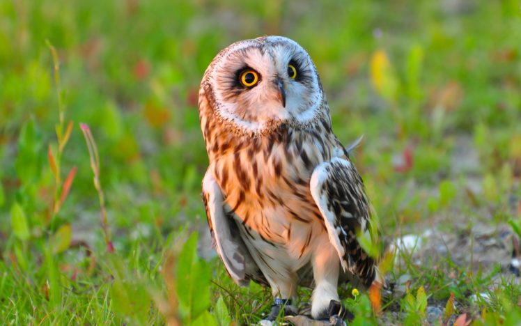 owls, Birds, Animals HD Wallpaper Desktop Background