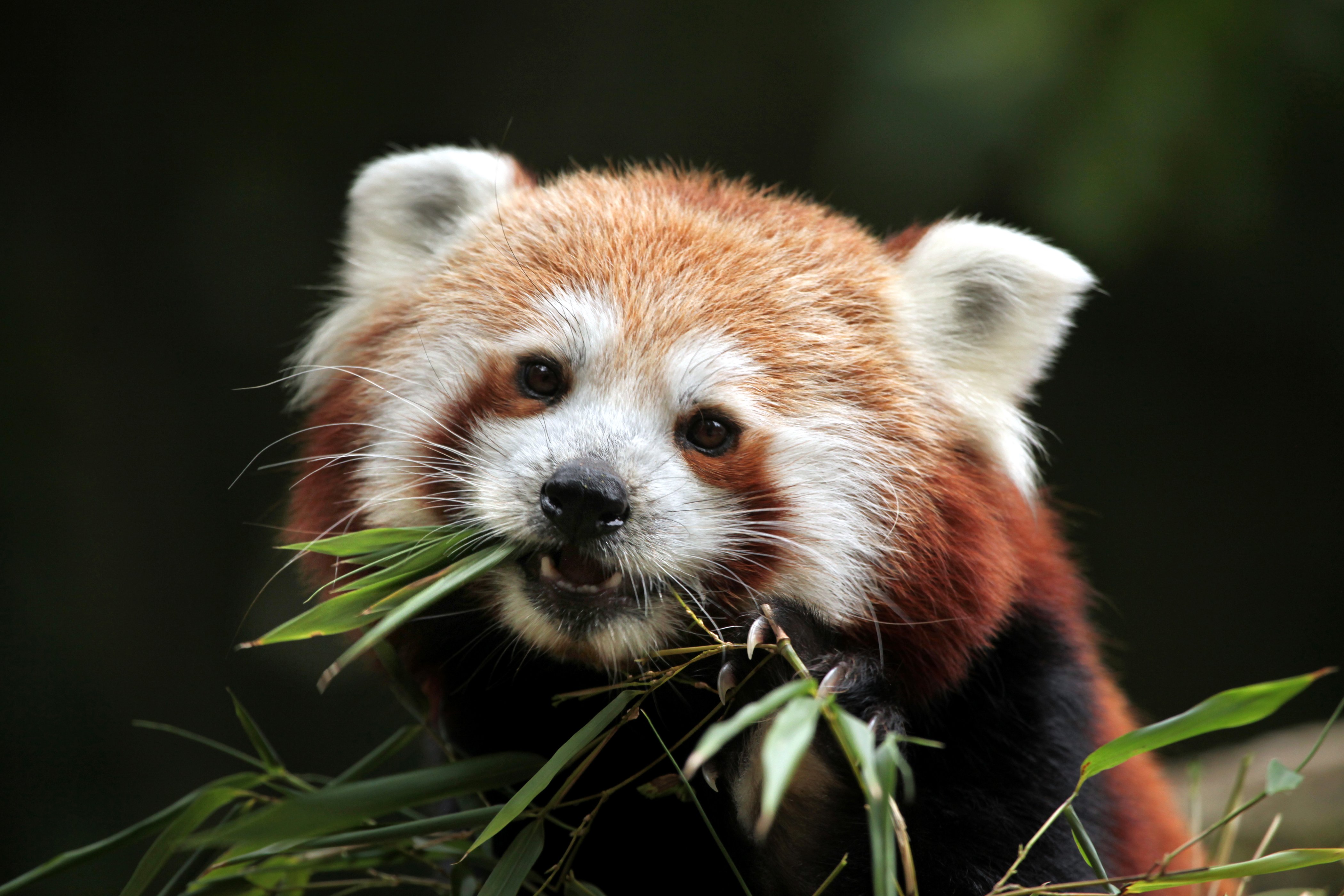 pandas, Snout, Red, Panda, Animals Wallpapers HD / Desktop and Mobile