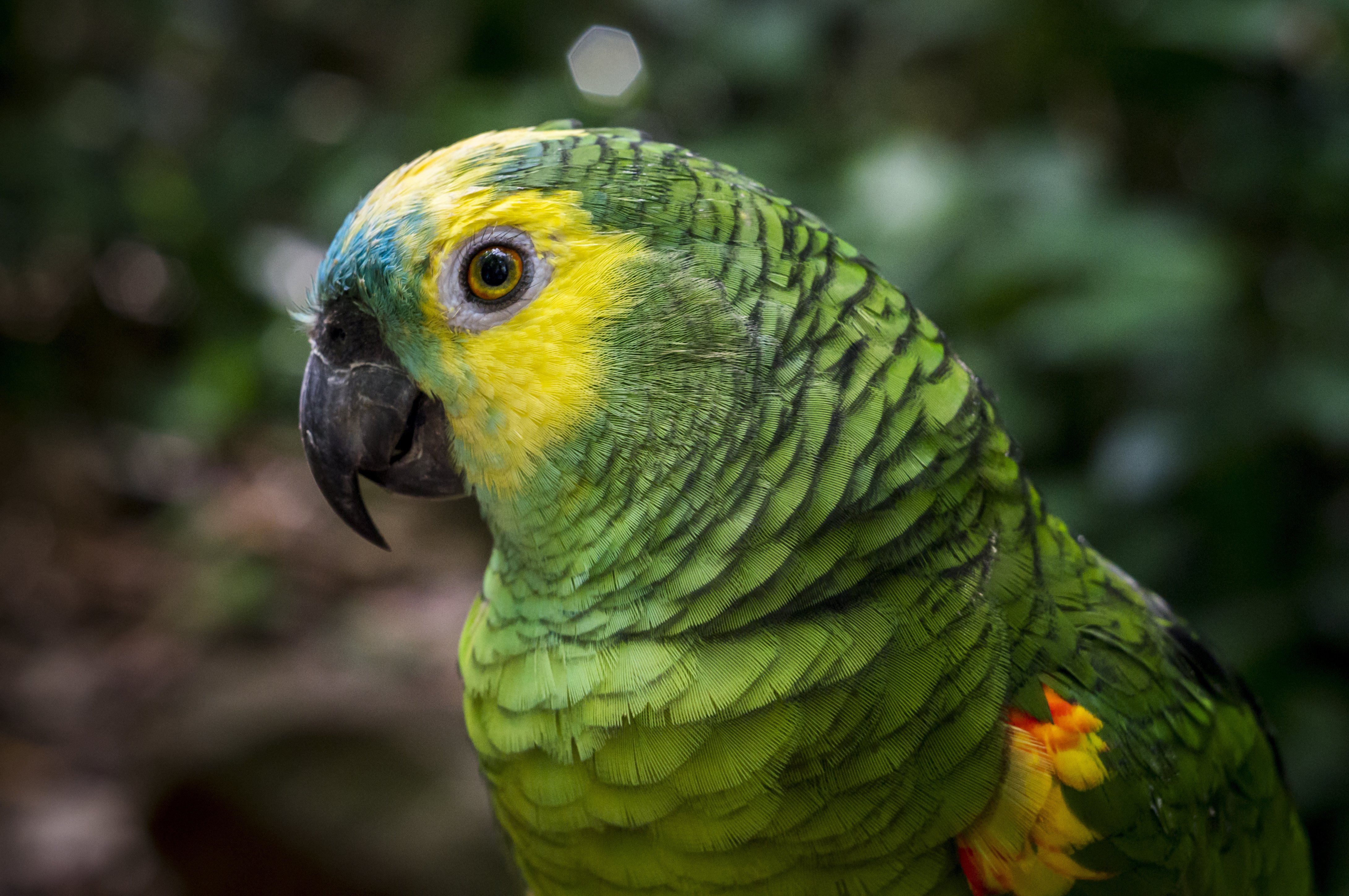 parrot, Bird Wallpaper