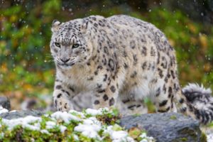 snow, Leopard, Predator