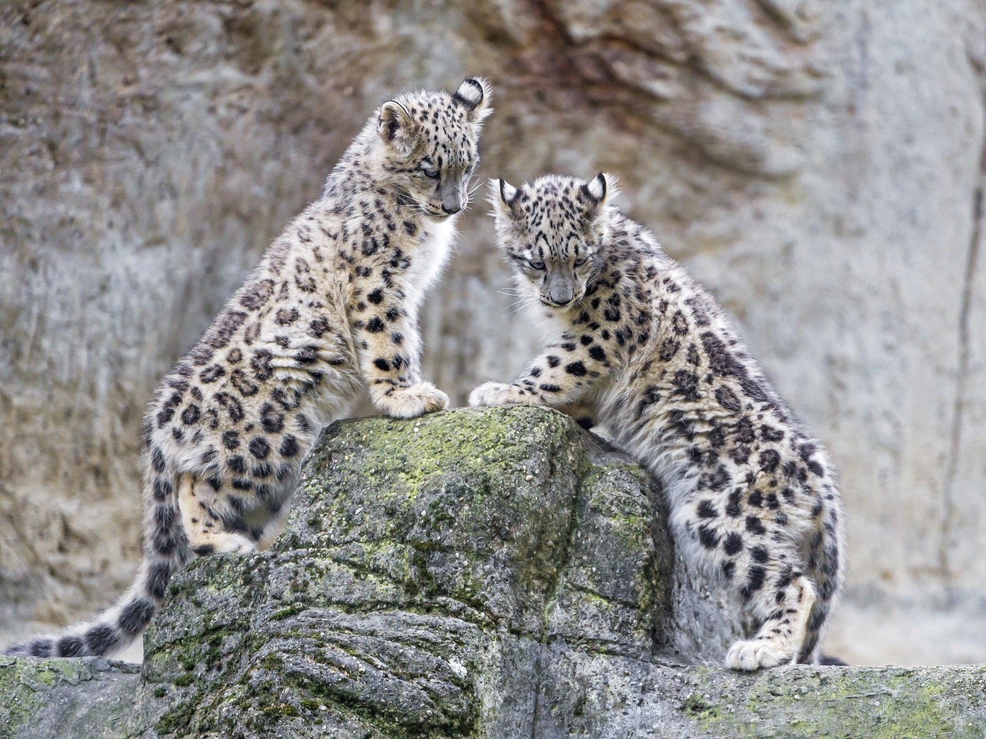 snow, Leopard, Snow, Leopard, Wild, Cat, Predator, Leopards, Couple, Cub Wallpaper