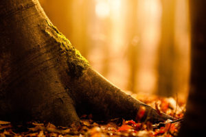 autumnal, Tree, Roots