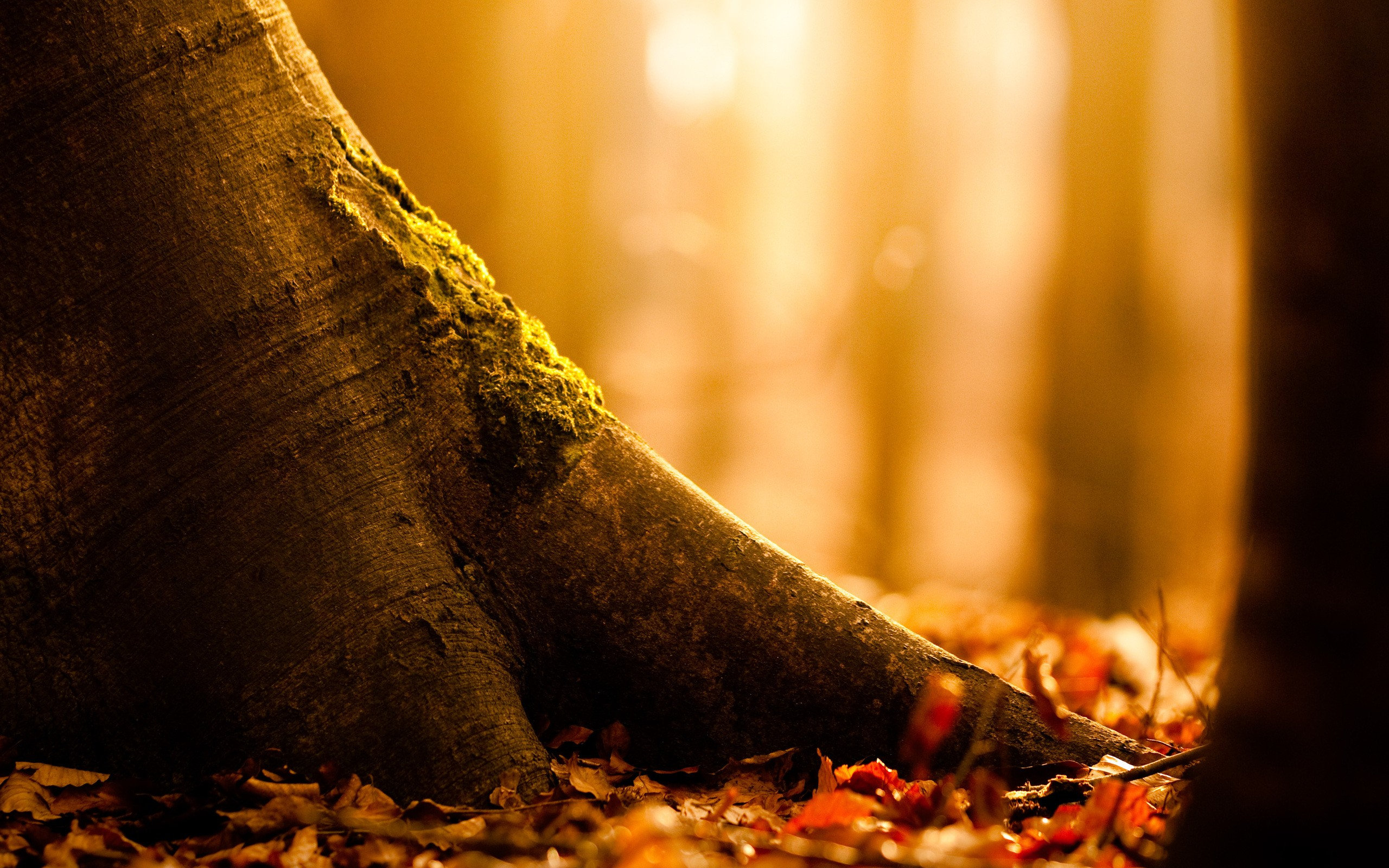 autumnal, Tree, Roots Wallpaper