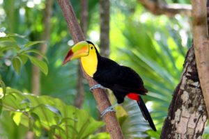 toucan, Bird, Beak, Wood, Branch, Tree, Parrot