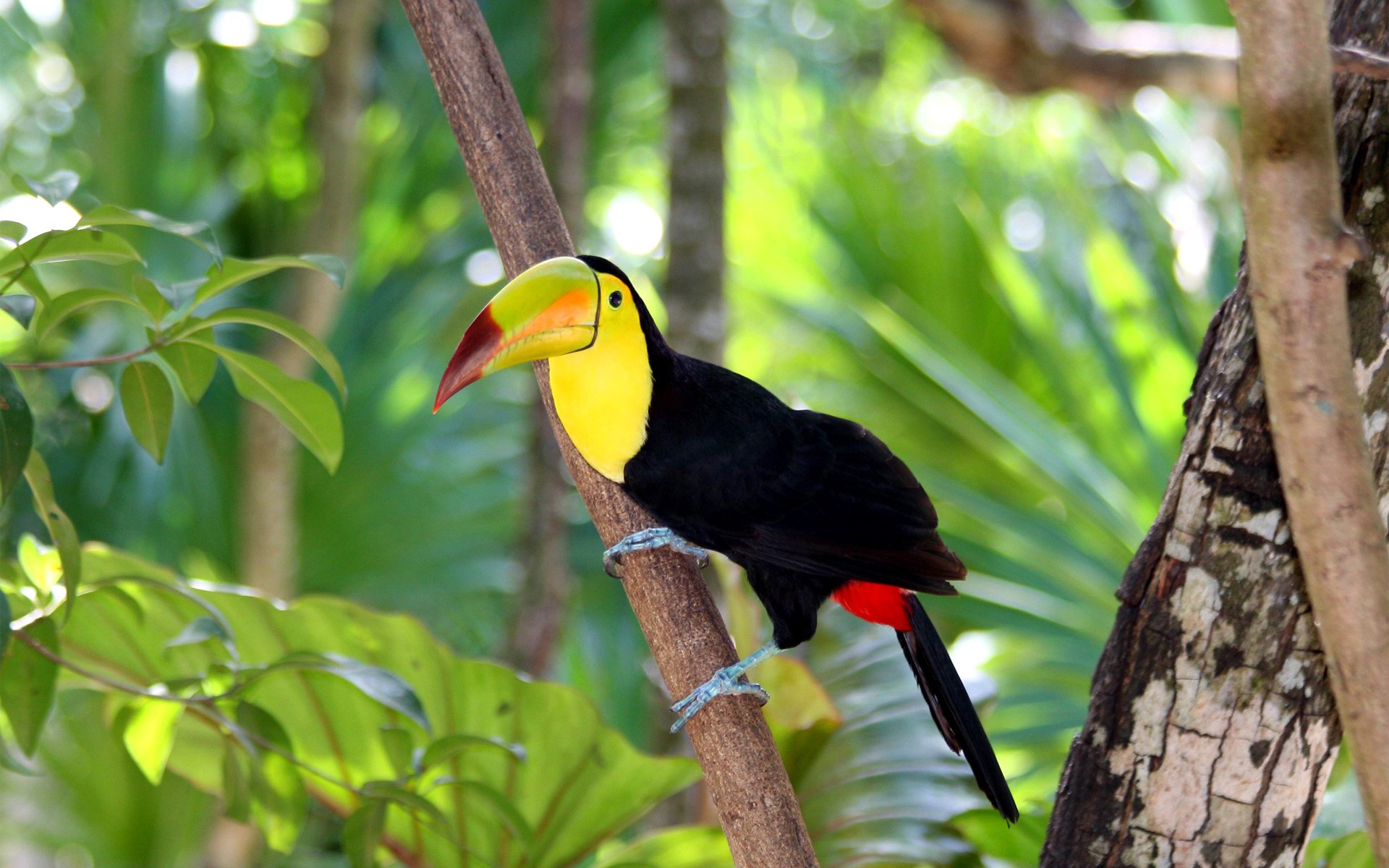 toucan, Bird, Beak, Wood, Branch, Tree, Parrot Wallpaper