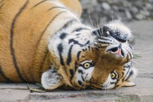 tiger, Glance, Animals
