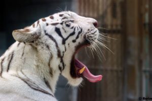 white, Tiger, Tiger, Wild, Cat, Predator, Face, Profile, Yawning, Jaws, Teeth, Tongue, Zoo
