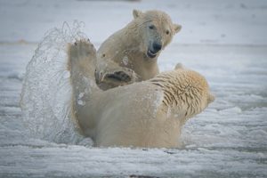 bear, Polar, Bears, White, Two, Fight, Spray