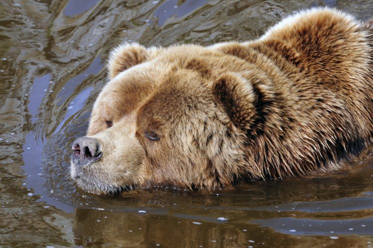 bears, Brown, Bear, Water, Animals HD Wallpaper Desktop Background