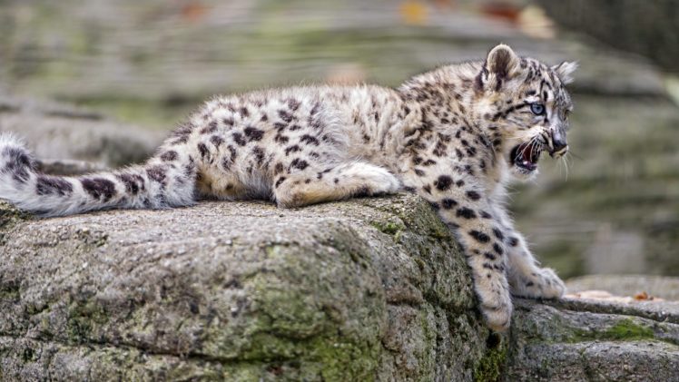 big, Cats, Snow, Leopard, Animals HD Wallpaper Desktop Background