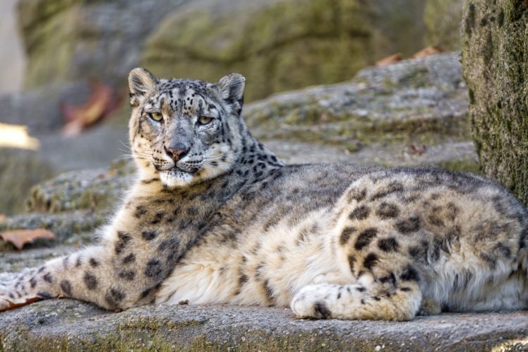 big, Cats, Snow, Leopard, Glance, Animals HD Wallpaper Desktop Background