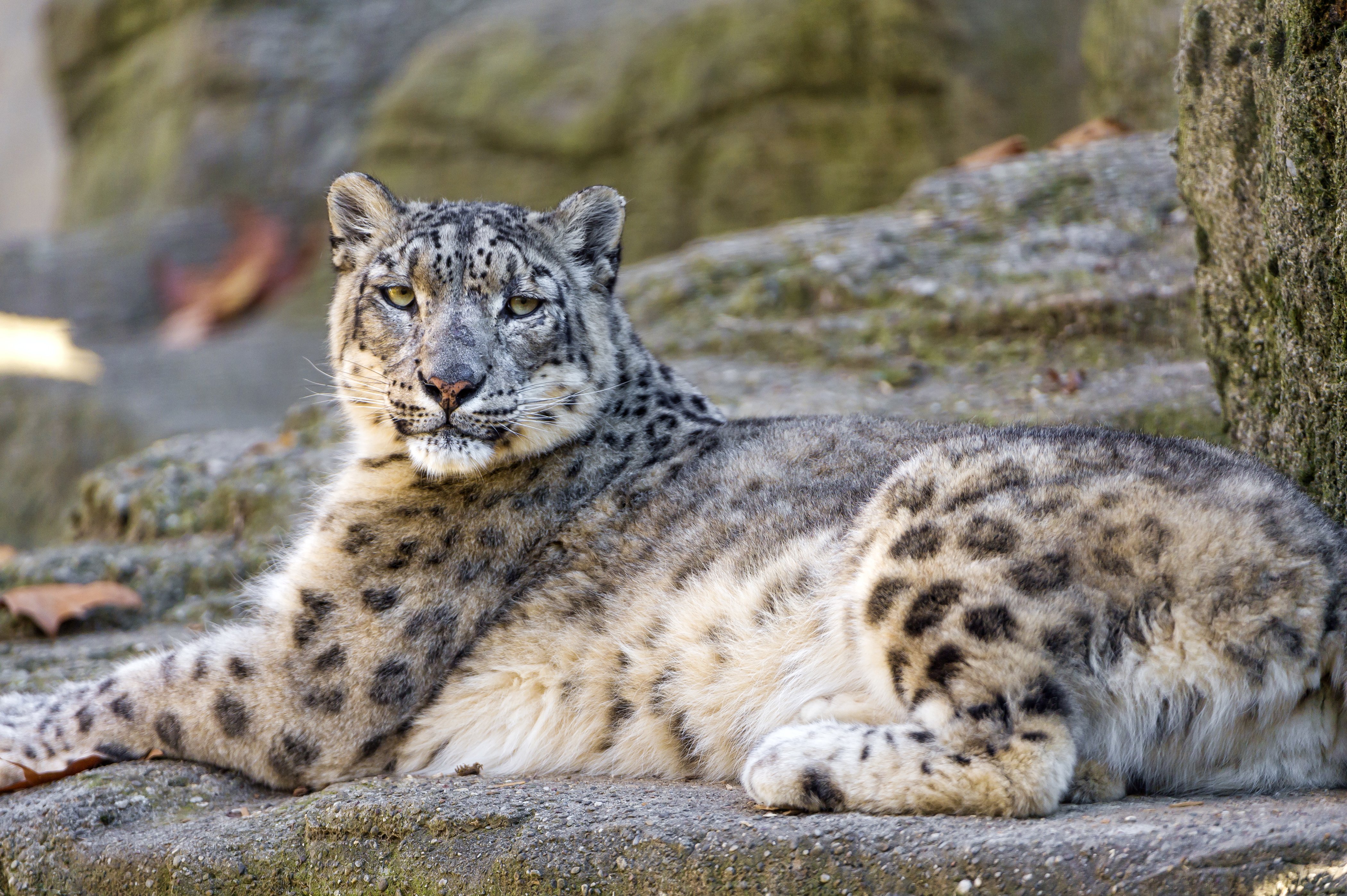 magicprefs snow leopard