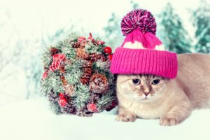 cats, Bouquets, Winter, Hat, Animals