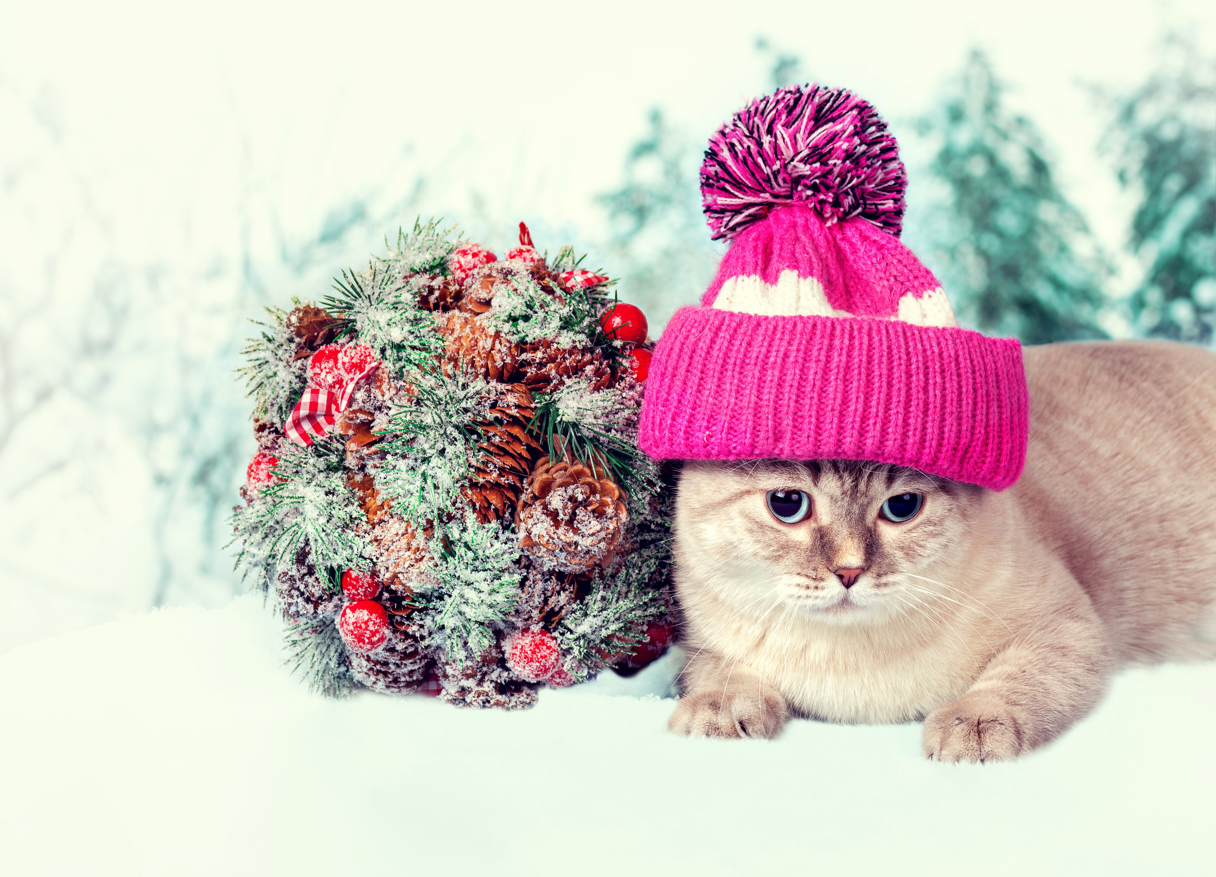 cats, Bouquets, Winter, Hat, Animals Wallpaper