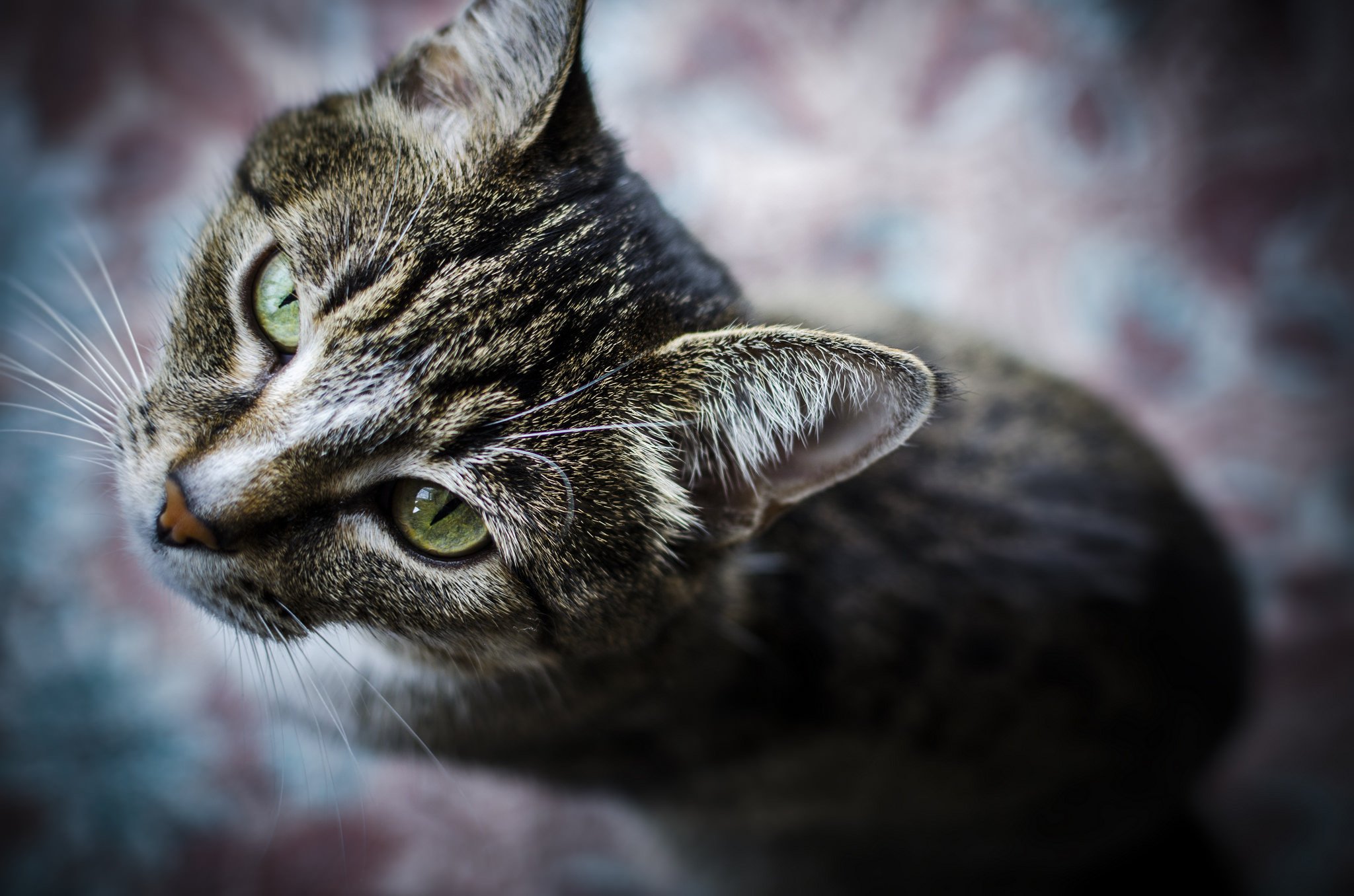 cats, Glance, Snout, Animals Wallpaper