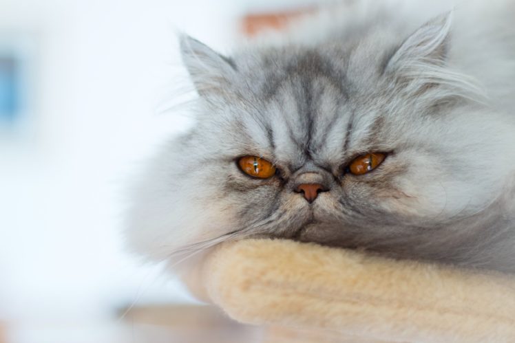 cats, Glance, Fluffy, Animals HD Wallpaper Desktop Background