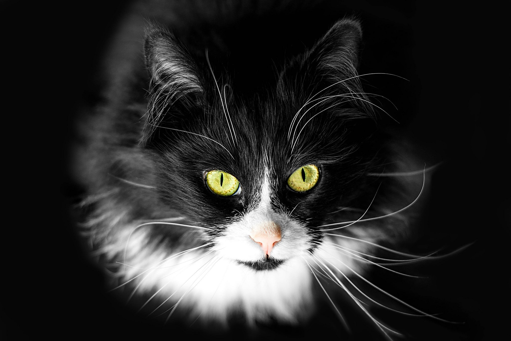 cats, Glance, Whiskers, Snout, Black, Animals Wallpaper