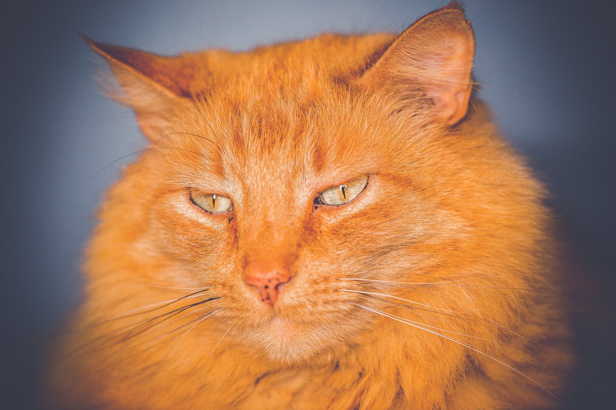 cats, Snout, Ginger, Color, Glance, Animals Wallpaper