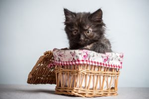 cats, Wicker, Basket, Animals