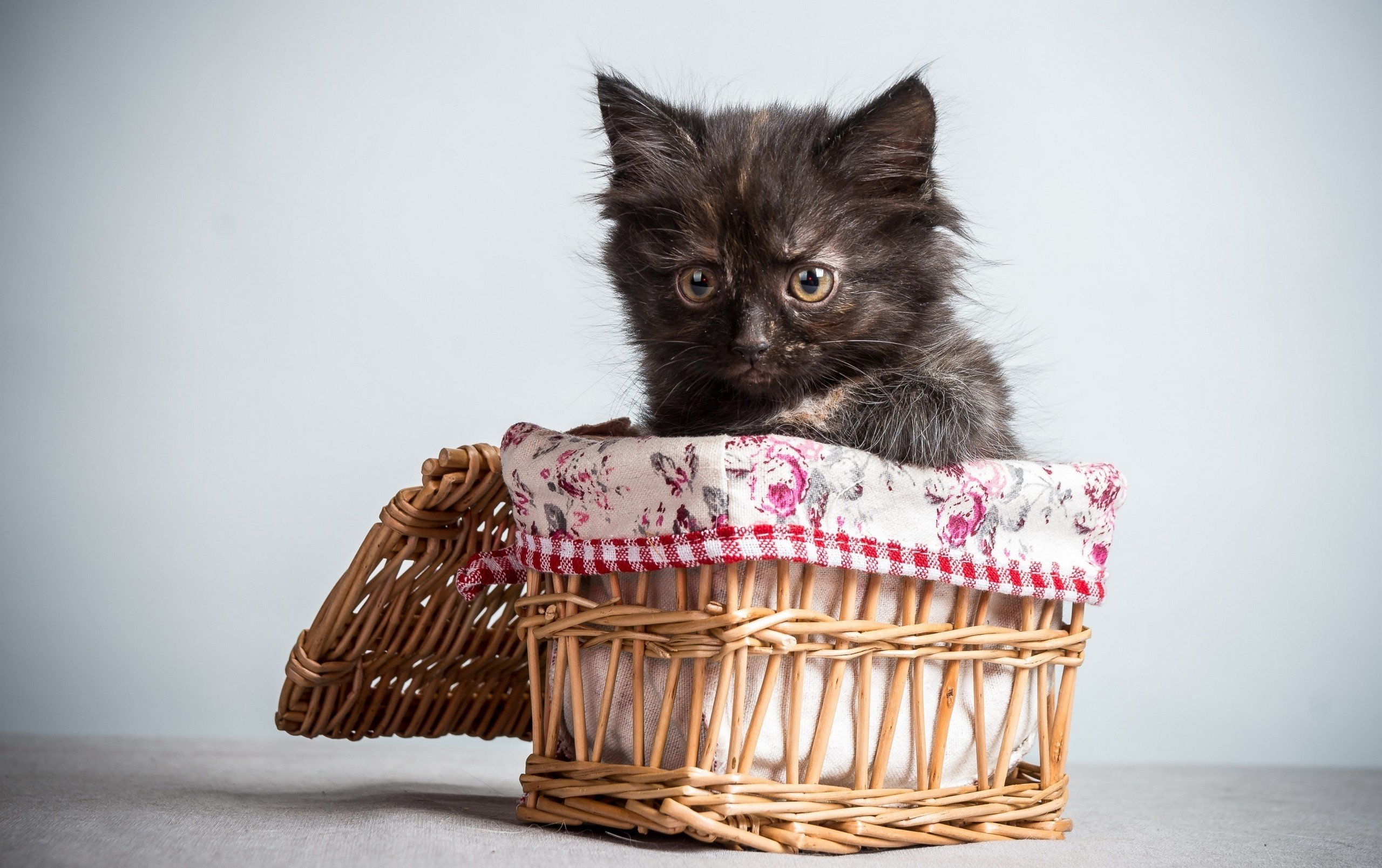 cats, Wicker, Basket, Animals Wallpaper