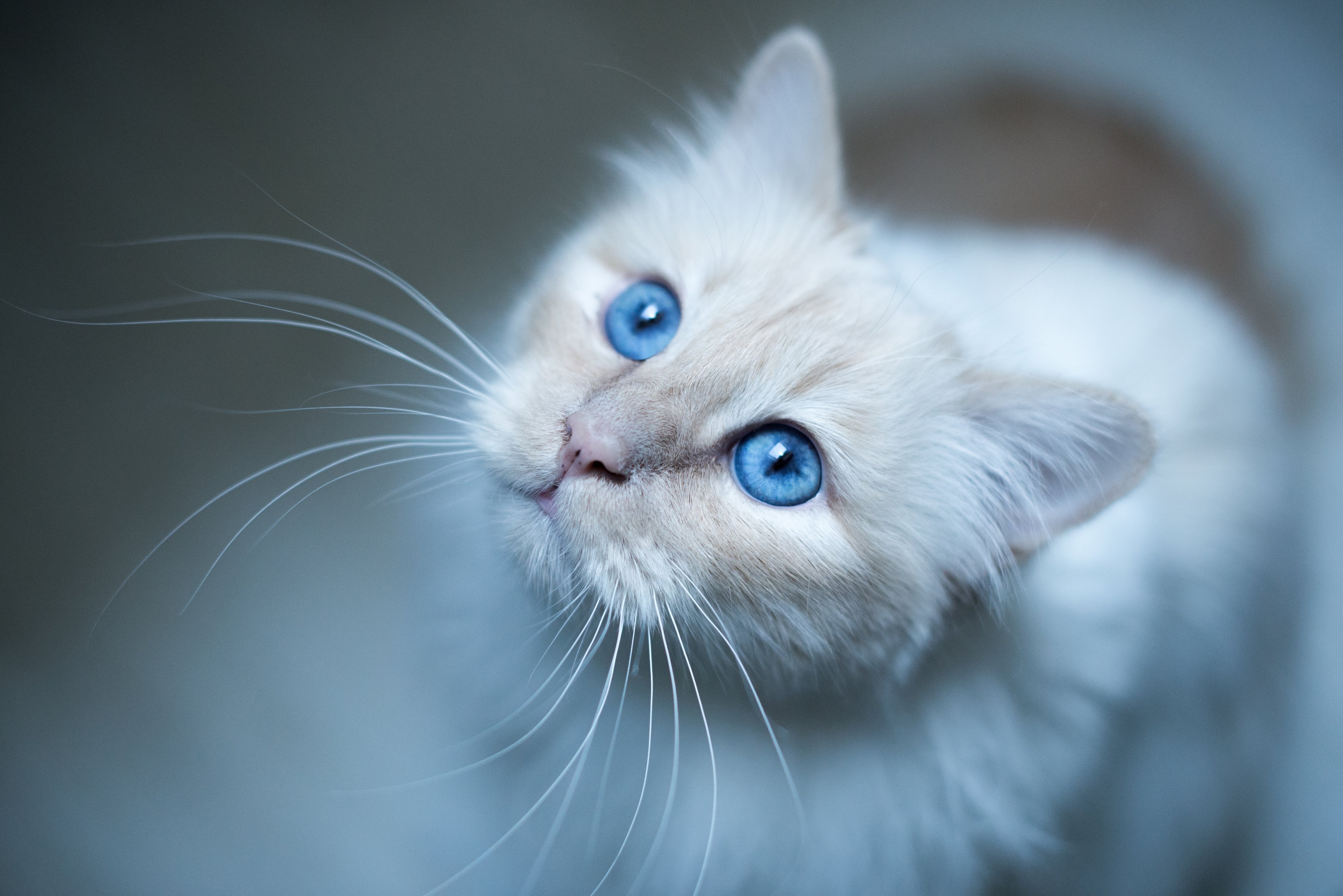 cats, White, Glance, Whiskers, Animals Wallpaper
