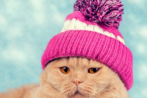 cats, Winter, Hat, Snout, Animals