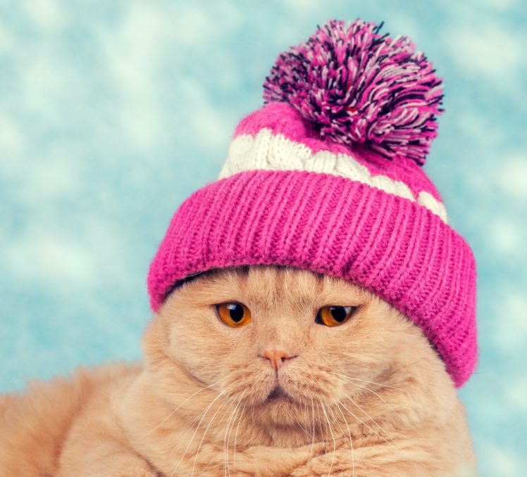 cats, Winter, Hat, Snout, Animals HD Wallpaper Desktop Background