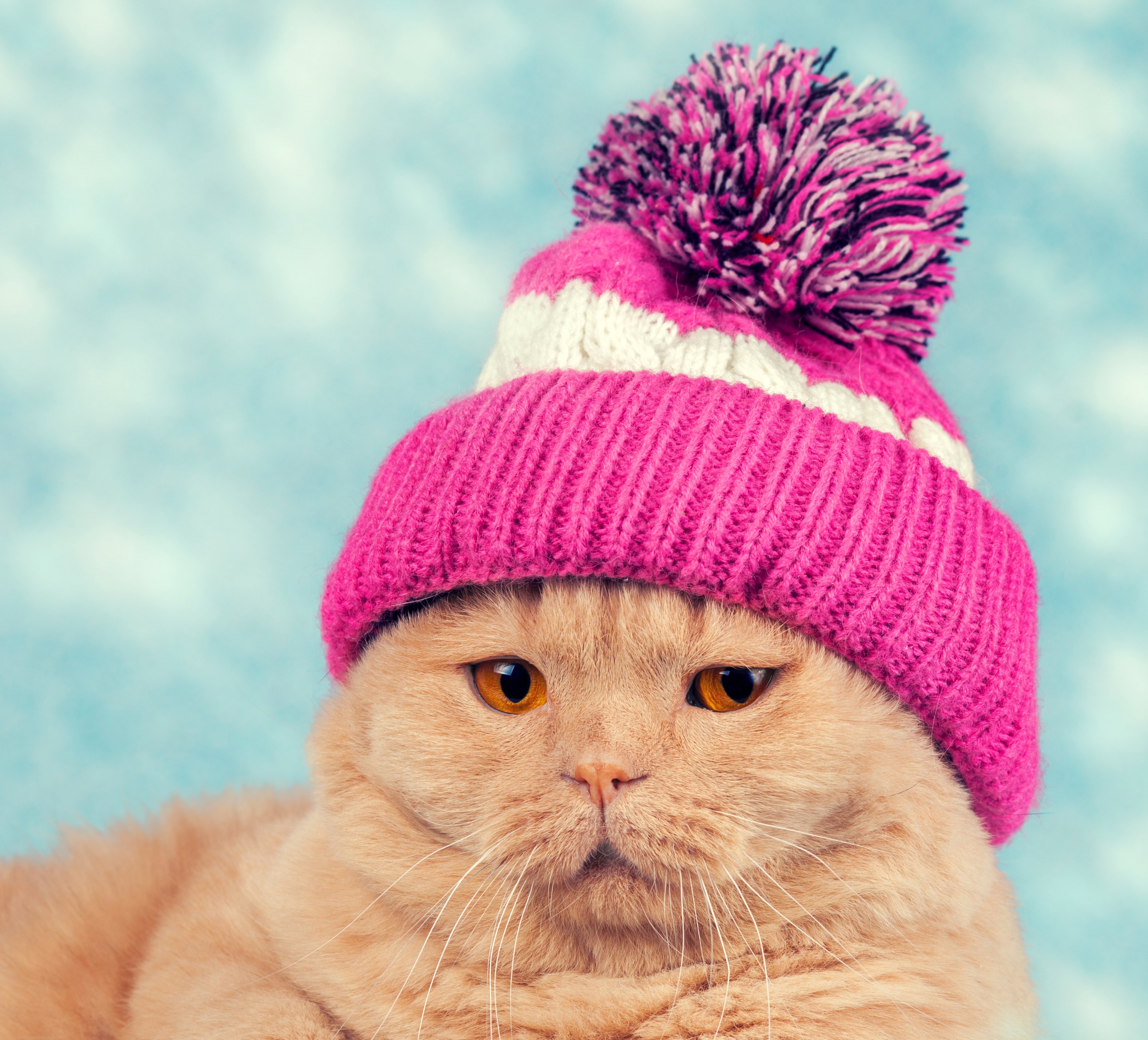 cats, Winter, Hat, Snout, Animals Wallpaper