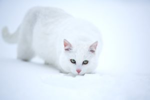 cats, White, Snow, Animals