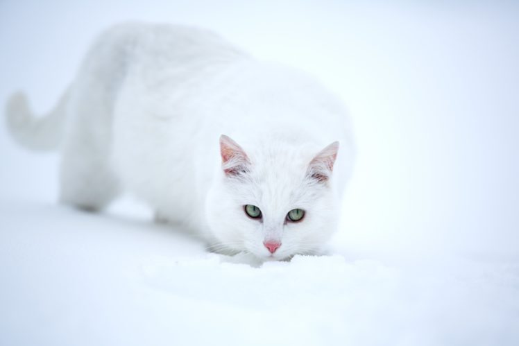 cats, White, Snow, Animals HD Wallpaper Desktop Background