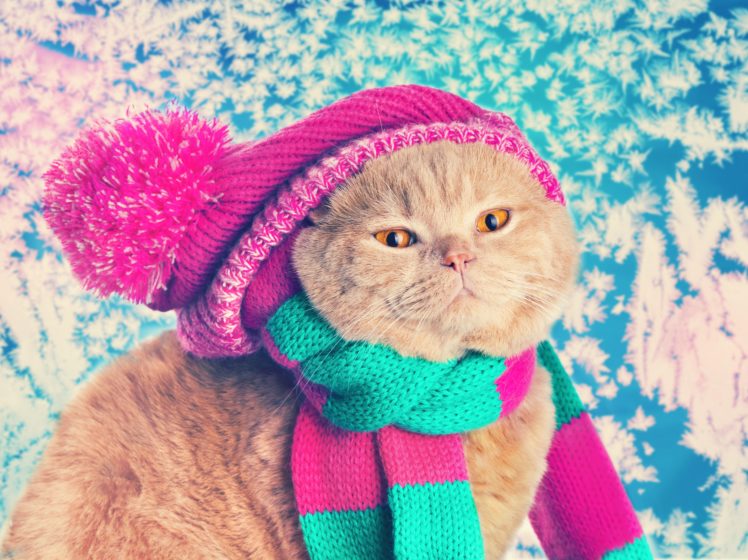 cats, Winter, Hat, Glance, Animals HD Wallpaper Desktop Background