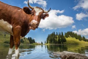 cow, Water, Sky, Lake, Switzerland, Clouds, Animals, Nature