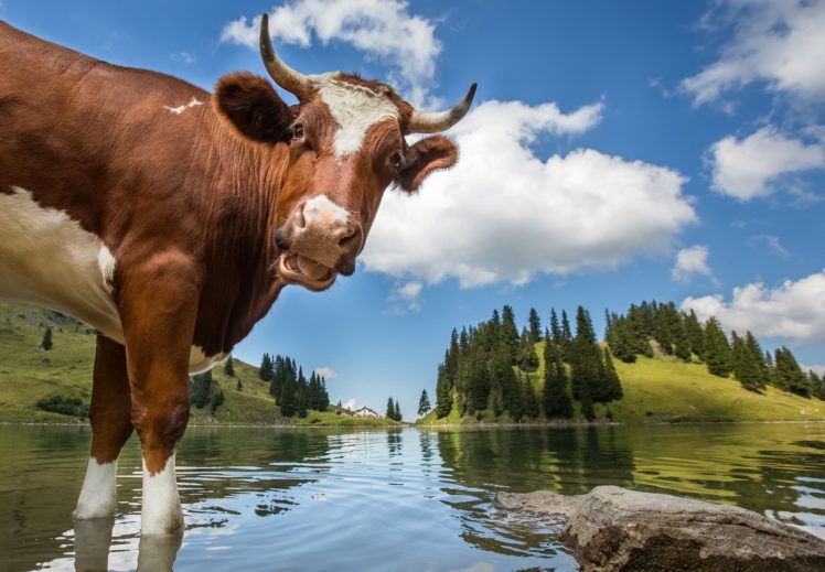 cow, Water, Sky, Lake, Switzerland, Clouds, Animals, Nature HD Wallpaper Desktop Background
