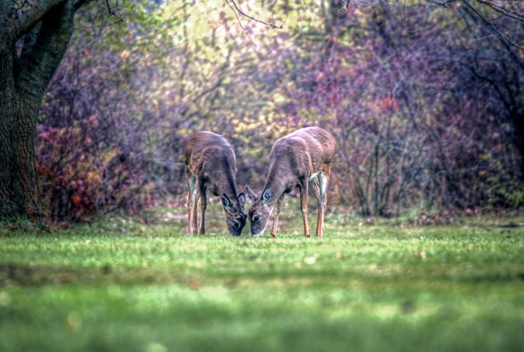 deer, Two, Grass, Animals HD Wallpaper Desktop Background