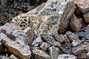 snow, Leopards, Stones, Animals