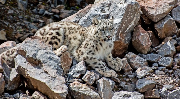 snow, Leopards, Stones, Animals HD Wallpaper Desktop Background